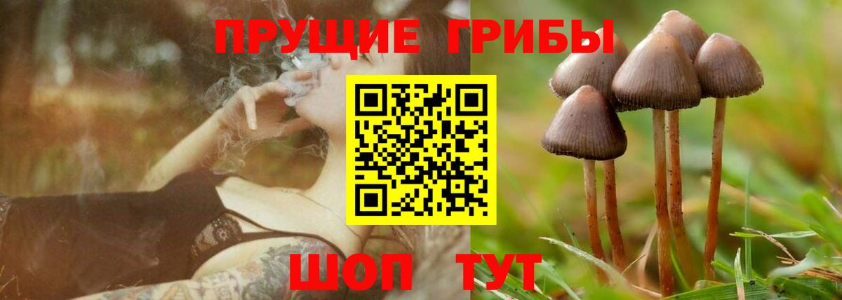Псилоцибиновые грибы Cubensis Глазов