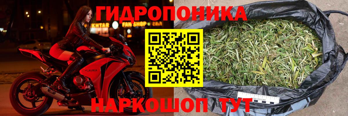 Каннабис конопля Глазов